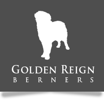 Golden Reign Berners